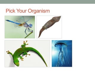 Pick Your Organism
 