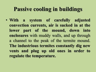 Passive cooling in buildings
• With a system of carefully adjusted
convection currents, air is sucked in at the
lower part...