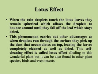 Lotus Effect
• When the rain droplets touch the lotus leaves they
remain spherical which allows the droplets to
bounce aro...