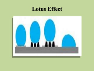 Lotus Effect
 