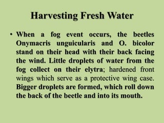 Harvesting Fresh Water
• When a fog event occurs, the beetles
Onymacris unguicularis and O. bicolor
stand on their head wi...