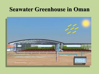 Seawater Greenhouse in Oman
 
