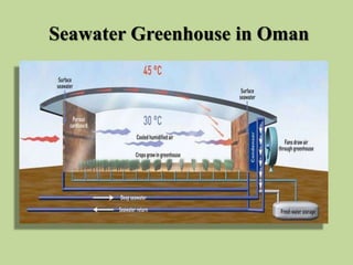 Seawater Greenhouse in Oman
 