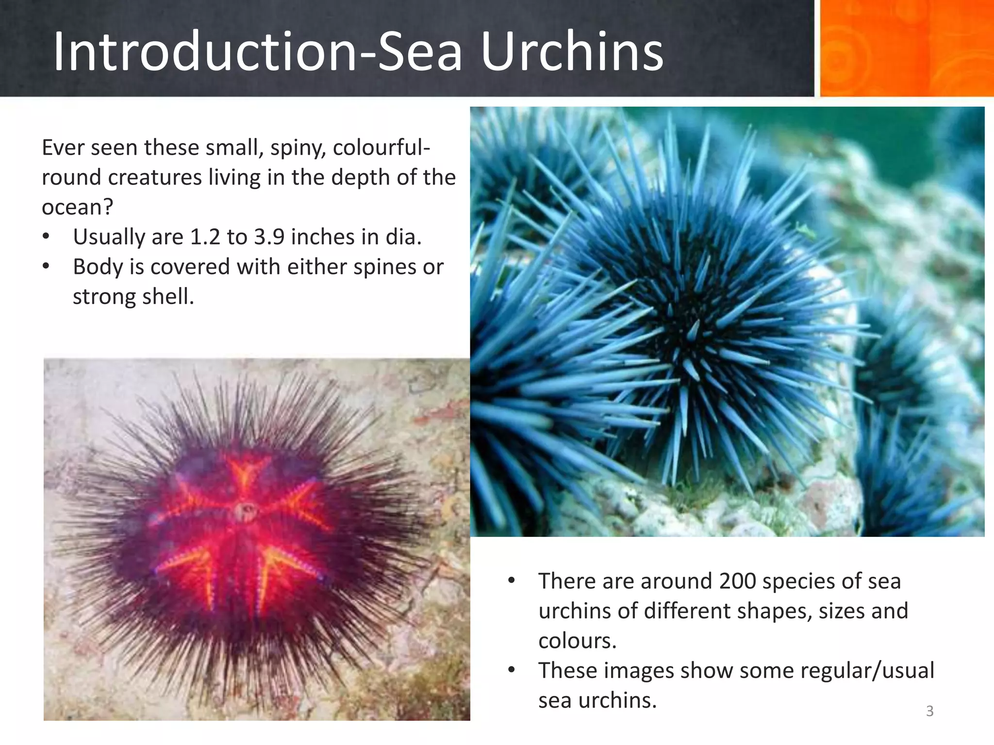 Biomimicry-Sea Urchins | PPTX
