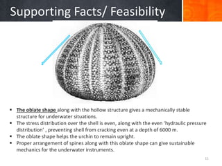 Biomimicry-Sea Urchins | PPTX