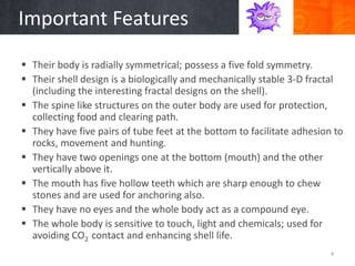 Biomimicry-Sea Urchins | PPTX