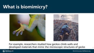 biomimikri-1_Slides.pptx