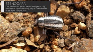 Biomimicry: when mother nature inspires true innovation