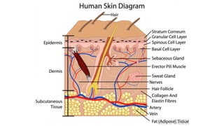 Biomimicry: when mother nature inspires true innovation