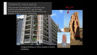 Biomimicry: when mother nature inspires true innovation