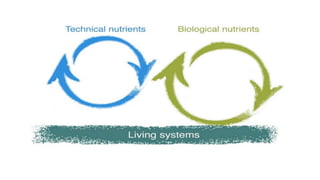 Biomimicry: when mother nature inspires true innovation