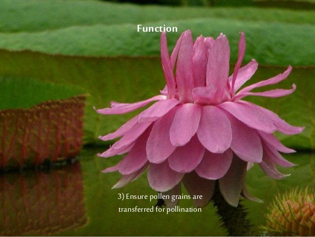 Bio mimicry final presentation - Giant Water Lily