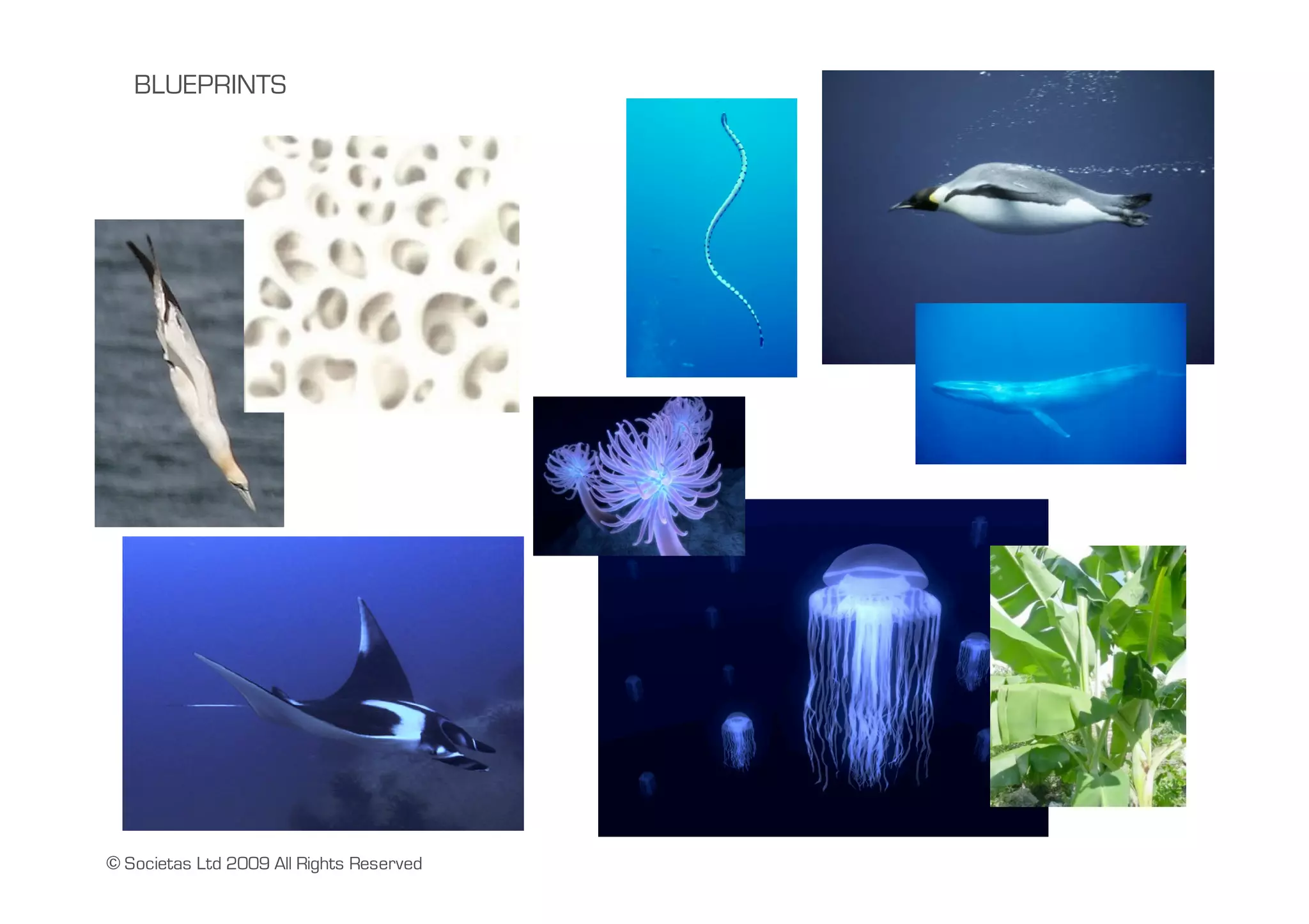 BLUEPRINTS




© Societas Ltd 2009 All Rights Reserved
 