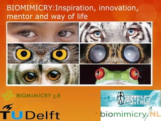 BIOMIMICRY:Inspiration, innovation,
mentor and way of life




                       ,
 