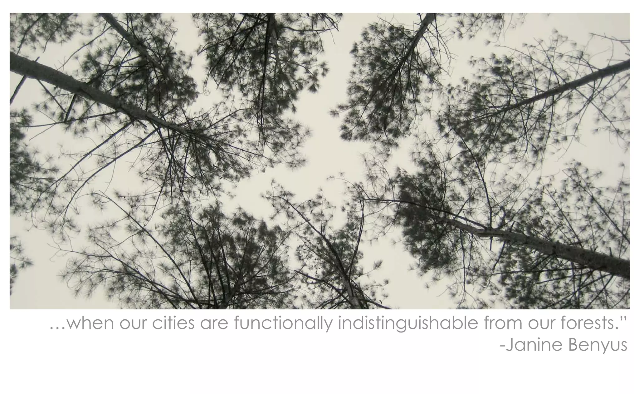 …when our cities are functionally indistinguishable from our forests.”
                                                      -Janine Benyus
 