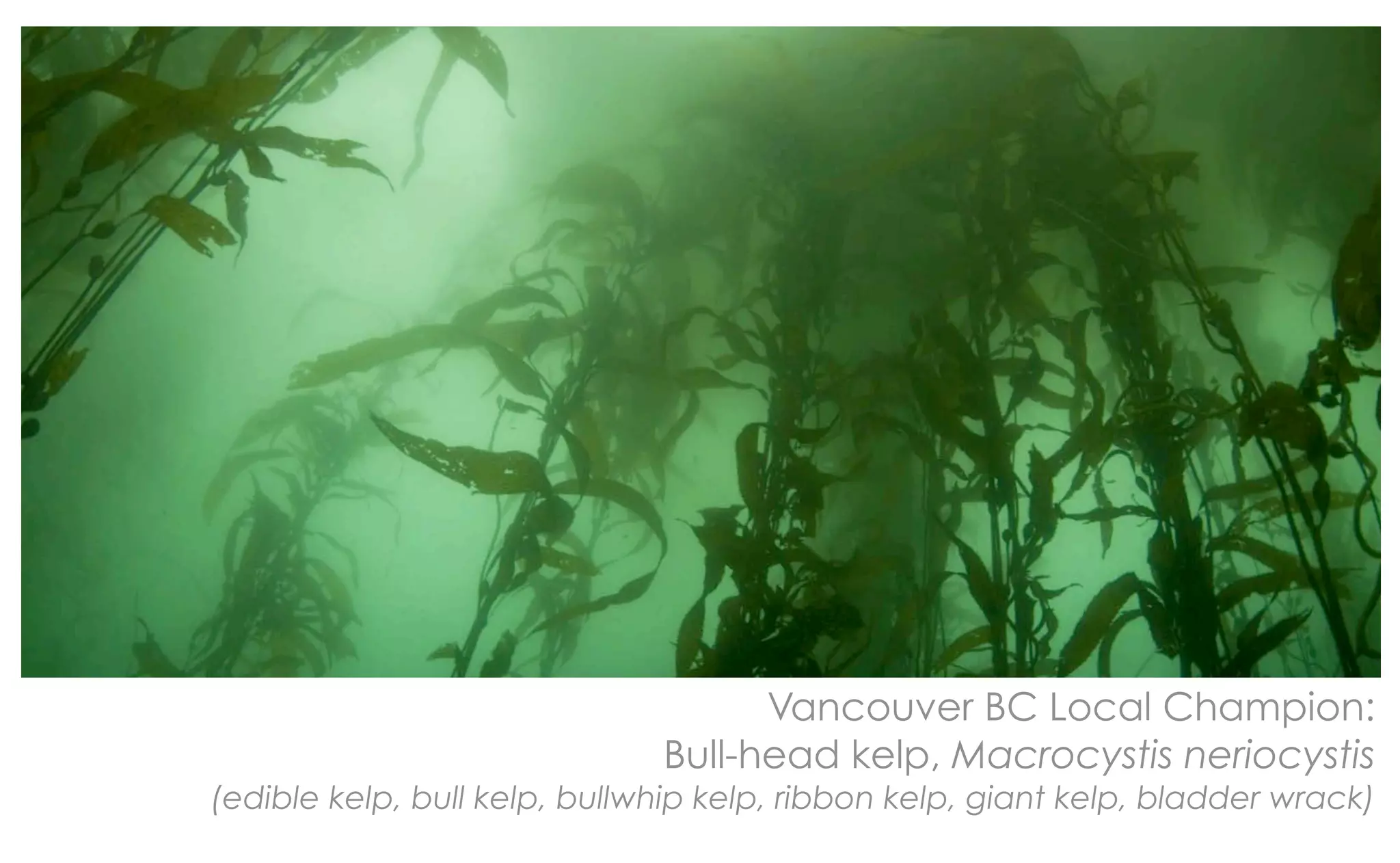 Vancouver BC Local Champion:
                              Bull-head kelp, Macrocystis neriocystis
(edible kelp, bull kelp, bullwhip kelp, ribbon kelp, giant kelp, bladder wrack)
 