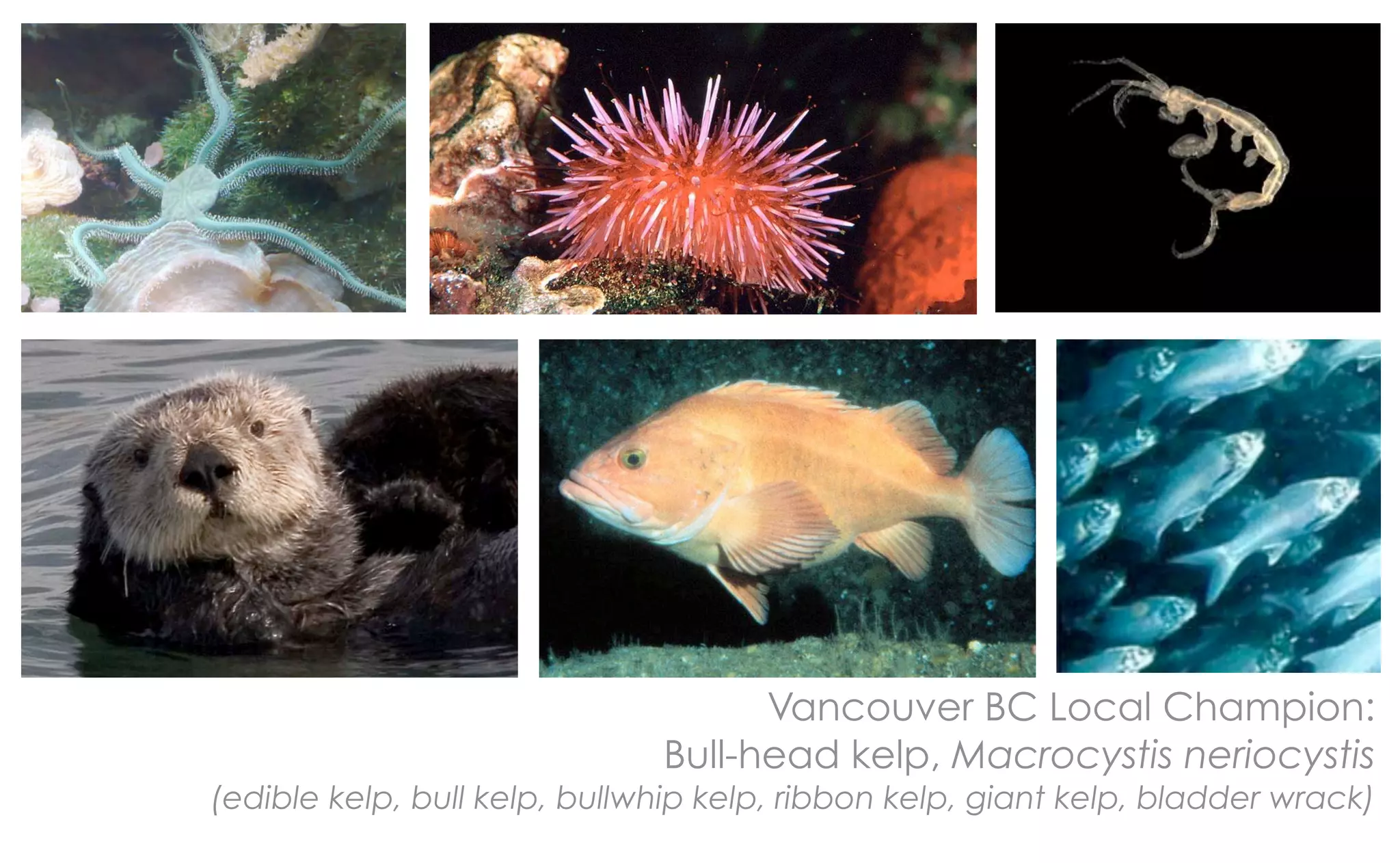 Vancouver BC Local Champion:
                              Bull-head kelp, Macrocystis neriocystis
(edible kelp, bull kelp, bullwhip kelp, ribbon kelp, giant kelp, bladder wrack)
 
