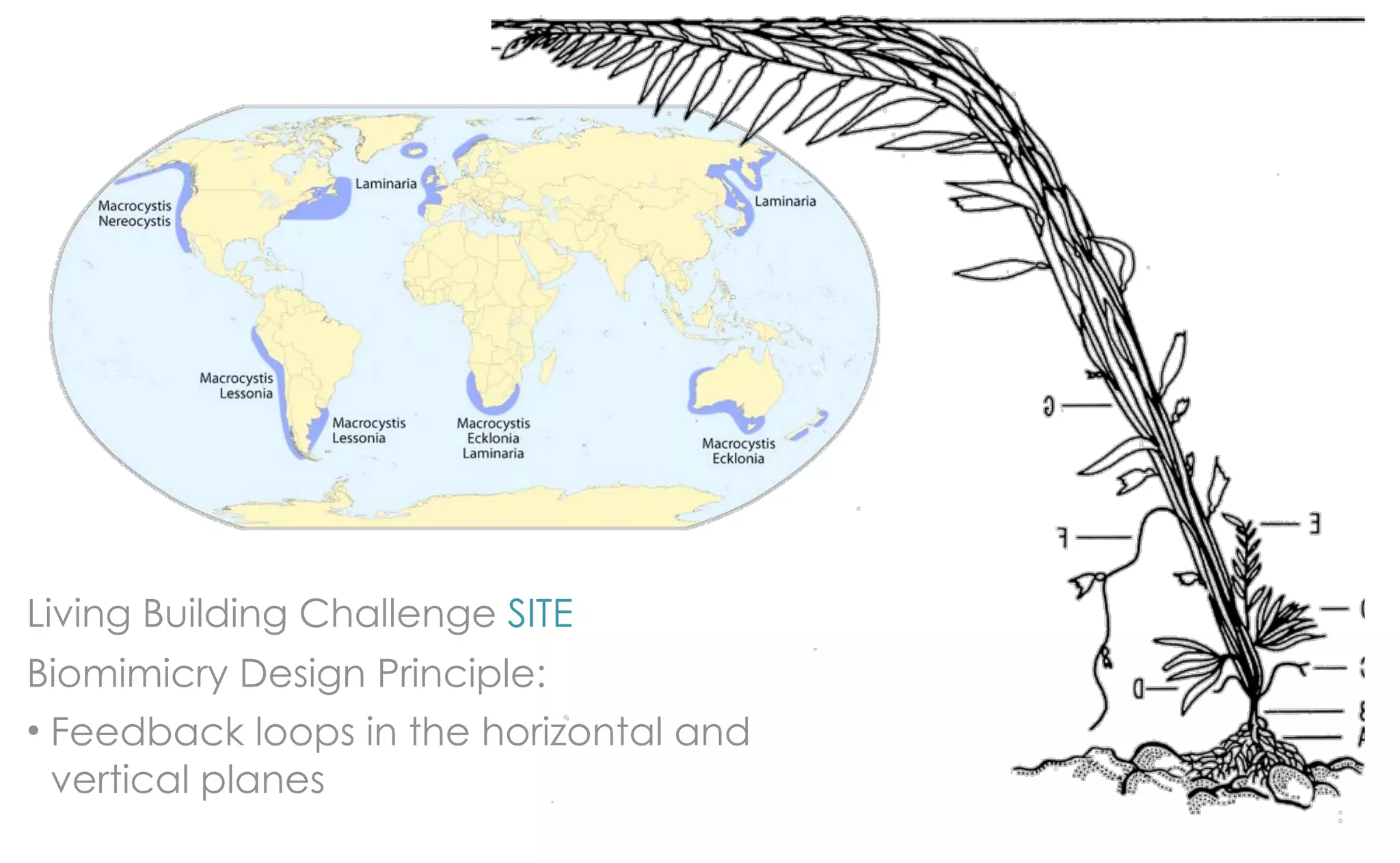 Living Building Challenge SITE
Biomimicry Design Principle:
• Feedback loops in the horizontal and
  vertical planes
 