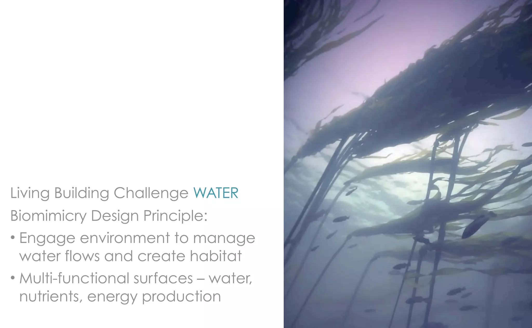 Living Building Challenge WATER
Biomimicry Design Principle:
• Engage environment to manage
  water flows and create habitat
• Multi-functional surfaces – water,
  nutrients, energy production
 