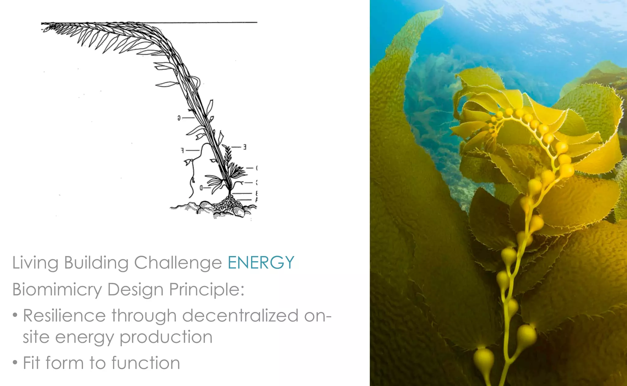 Living Building Challenge ENERGY
Biomimicry Design Principle:
• Resilience through decentralized on-
  site energy production
• Fit form to function
 