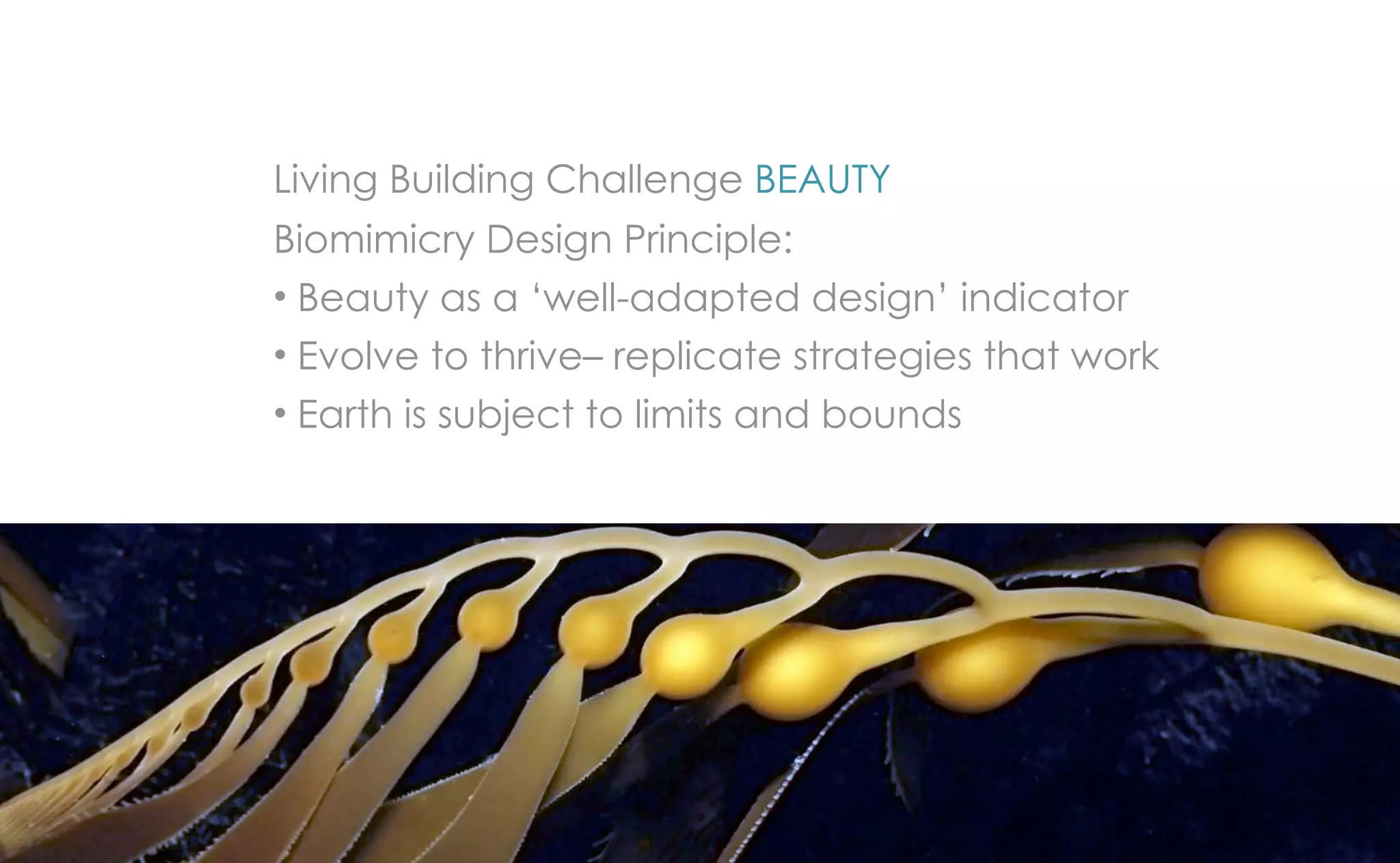 Living Building Challenge BEAUTY
Biomimicry Design Principle:
• Beauty as a ‘well-adapted design’ indicator
• Evolve to thrive– replicate strategies that work
• Earth is subject to limits and bounds
 
