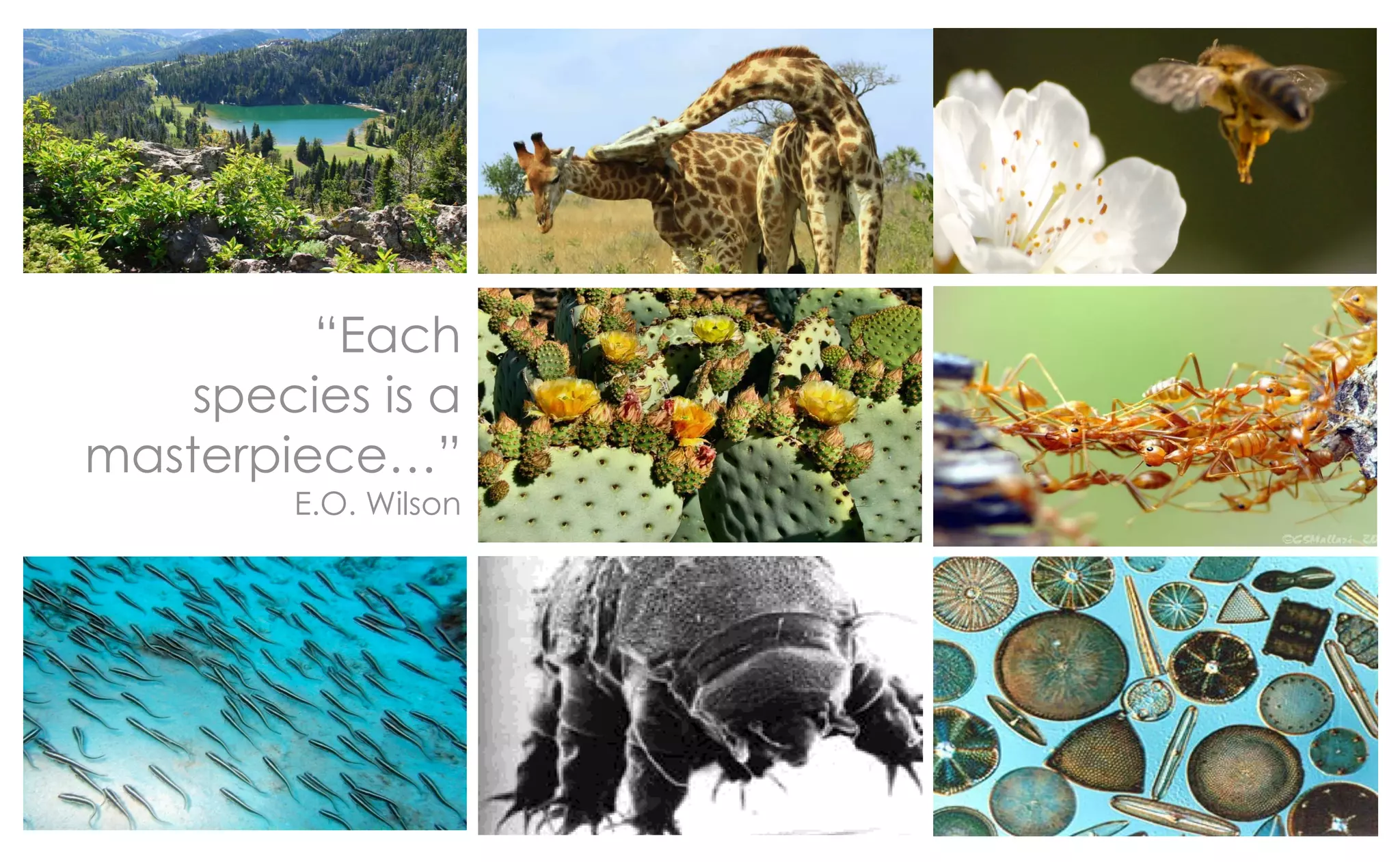 “Each
    species is a
masterpiece…”
        E.O. Wilson
 