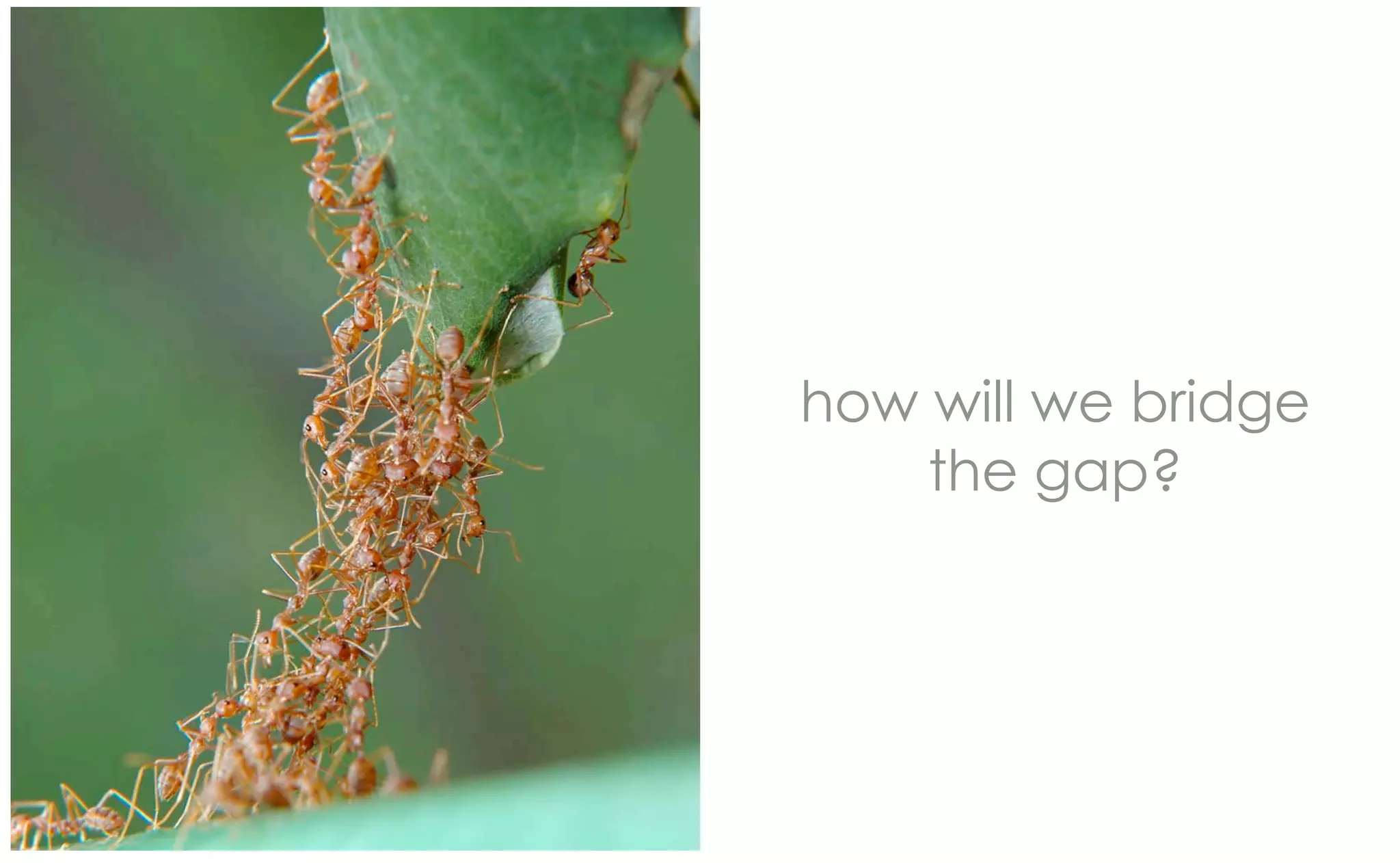 how will we bridge
    the gap?
 