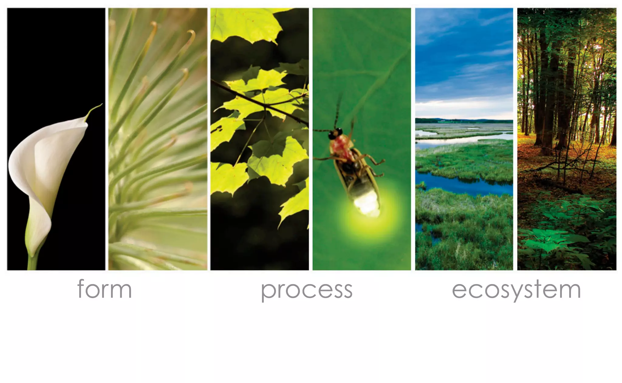 form   process   ecosystem
 