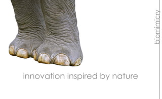 biomimicry
innovation inspired by nature
 