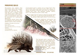 BIOMIMICRY | Porcupines, Housefly, Termites 