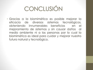 CONCLUSIÓN 
• Gracias a la biomimética es posible mejorar la 
eficacia de diversos sistemas tecnológicos, 
obteniendo innumerables beneficios en el 
mejoramiento de sistemas y sin causar daños al 
medio ambiente ni a las personas por lo cual la 
biomimética es ideal para cuidar y mejorar nuestro 
futuro natural y tecnológico. 
 