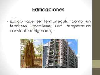 Edificaciones 
• Edificio que se termorregula como un 
termitero (mantiene una temperatura 
constante refrigerada). 
 