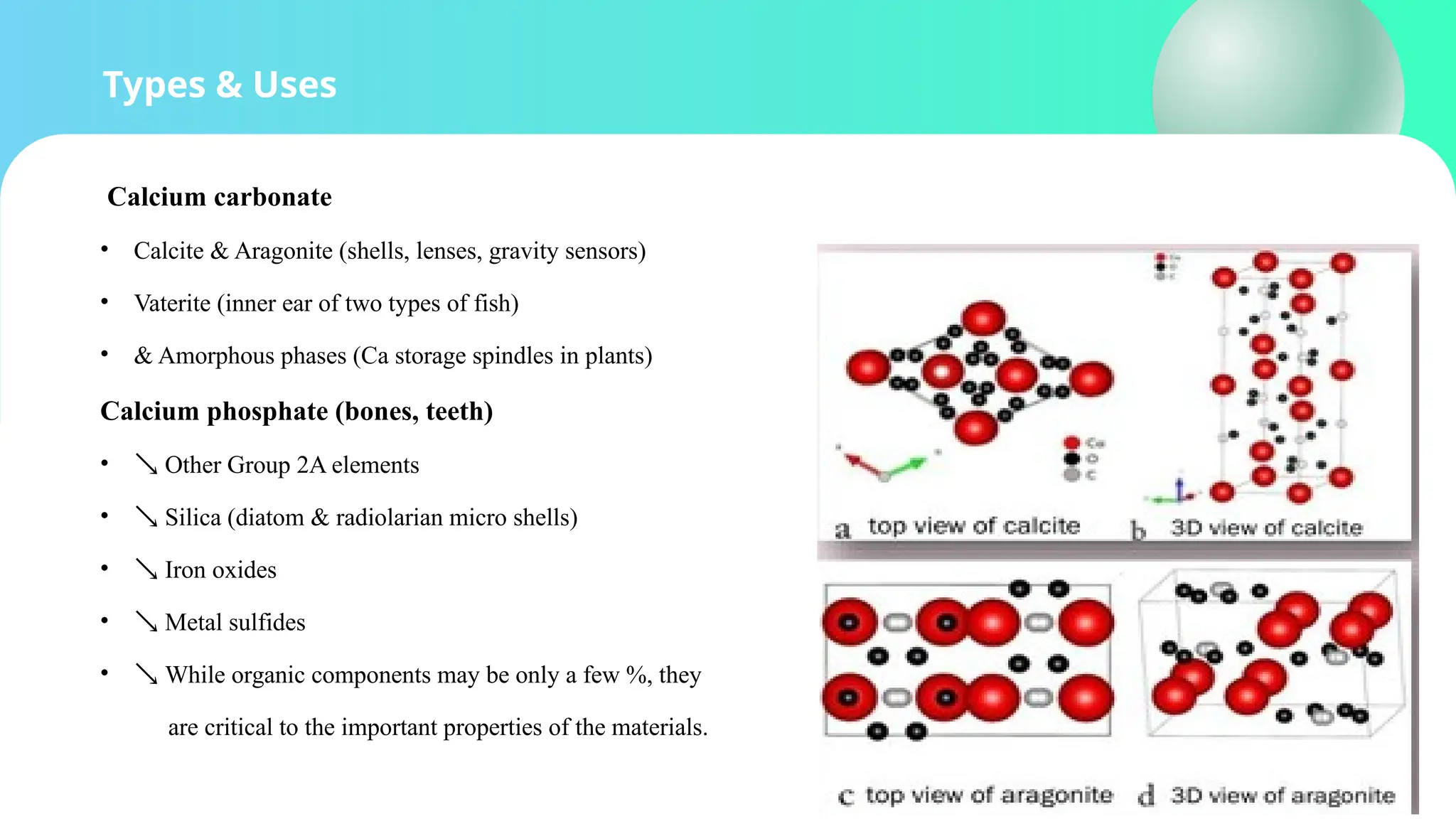 Types & Uses
Calcium carbonate
• Calcite & Aragonite (shells, lenses, gravity sensors)
• Vaterite (inner ear of two types of fish)
• & Amorphous phases (Ca storage spindles in plants)
Calcium phosphate (bones, teeth)
•  Other Group 2A elements
•  Silica (diatom & radiolarian micro shells)
•  Iron oxides
•  Metal sulfides
•  While organic components may be only a few %, they
are critical to the important properties of the materials.
 