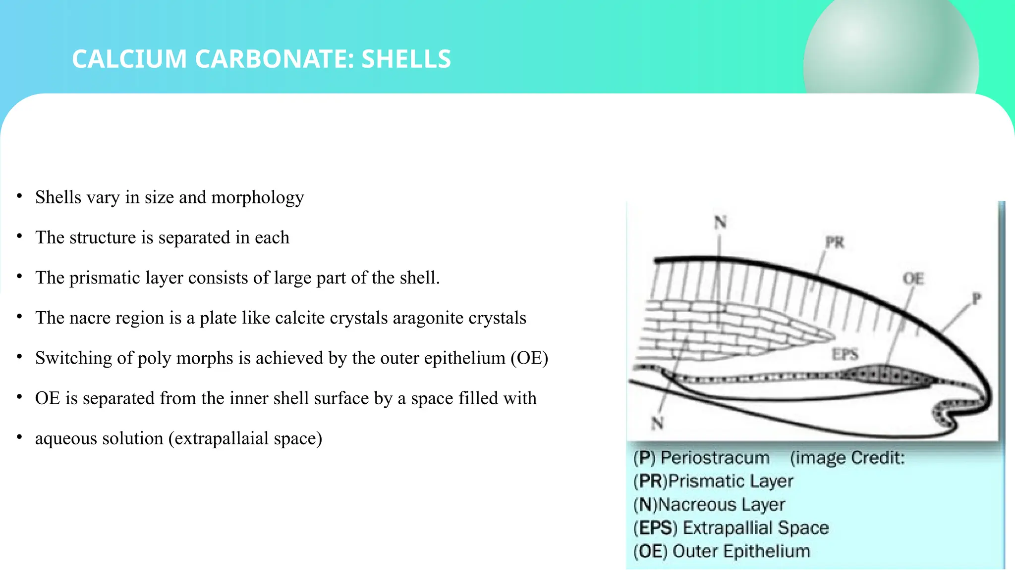 CALCIUM CARBONATE: SHELLS
• Shells vary in size and morphology
• The structure is separated in each
• The prismatic layer consists of large part of the shell.
• The nacre region is a plate like calcite crystals aragonite crystals
• Switching of poly morphs is achieved by the outer epithelium (OE)
• OE is separated from the inner shell surface by a space filled with
• aqueous solution (extrapallaial space)
 