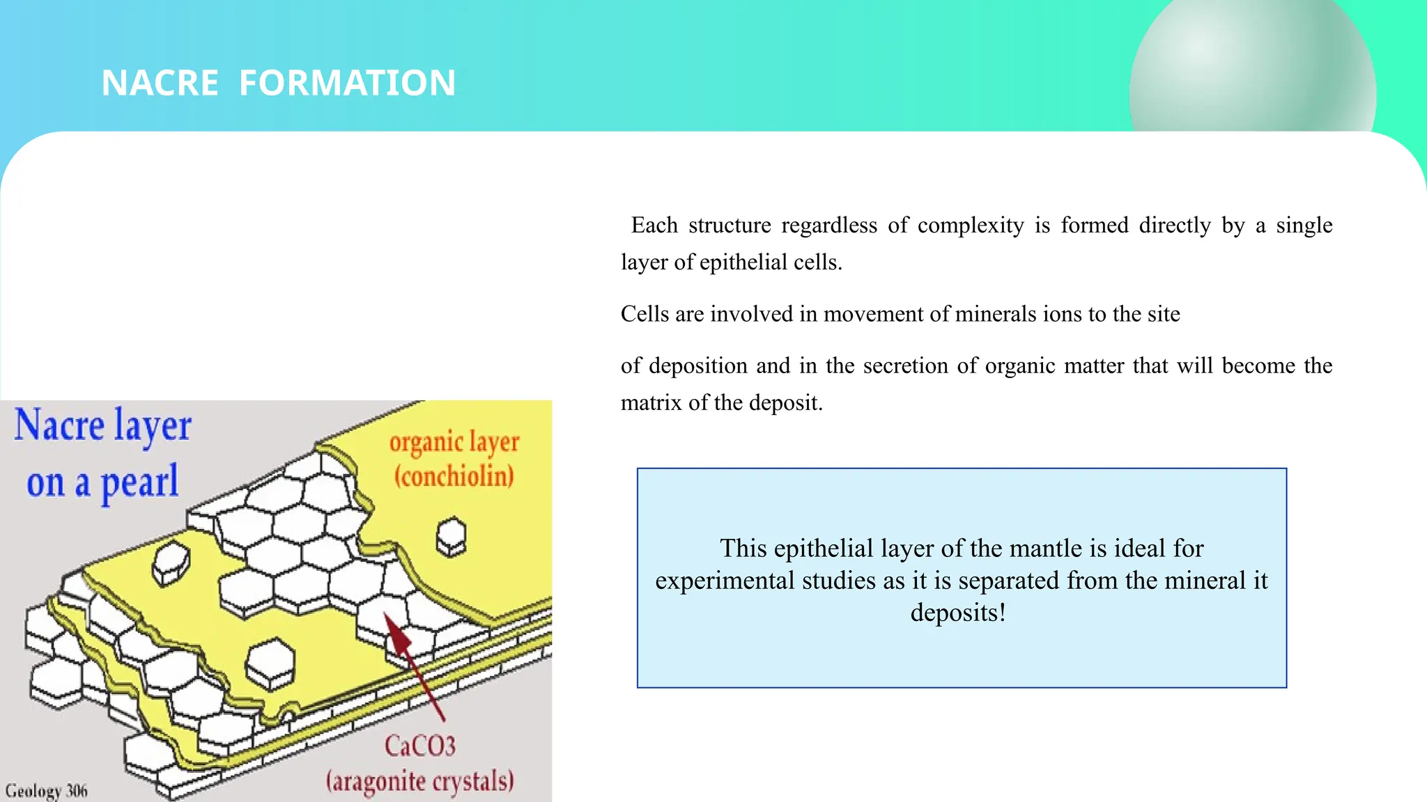 NACRE FORMATION
Each structure regardless of complexity is formed directly by a single
layer of epithelial cells.
Cells are involved in movement of minerals ions to the site
of deposition and in the secretion of organic matter that will become the
matrix of the deposit.
This epithelial layer of the mantle is ideal for
experimental studies as it is separated from the mineral it
deposits!
 