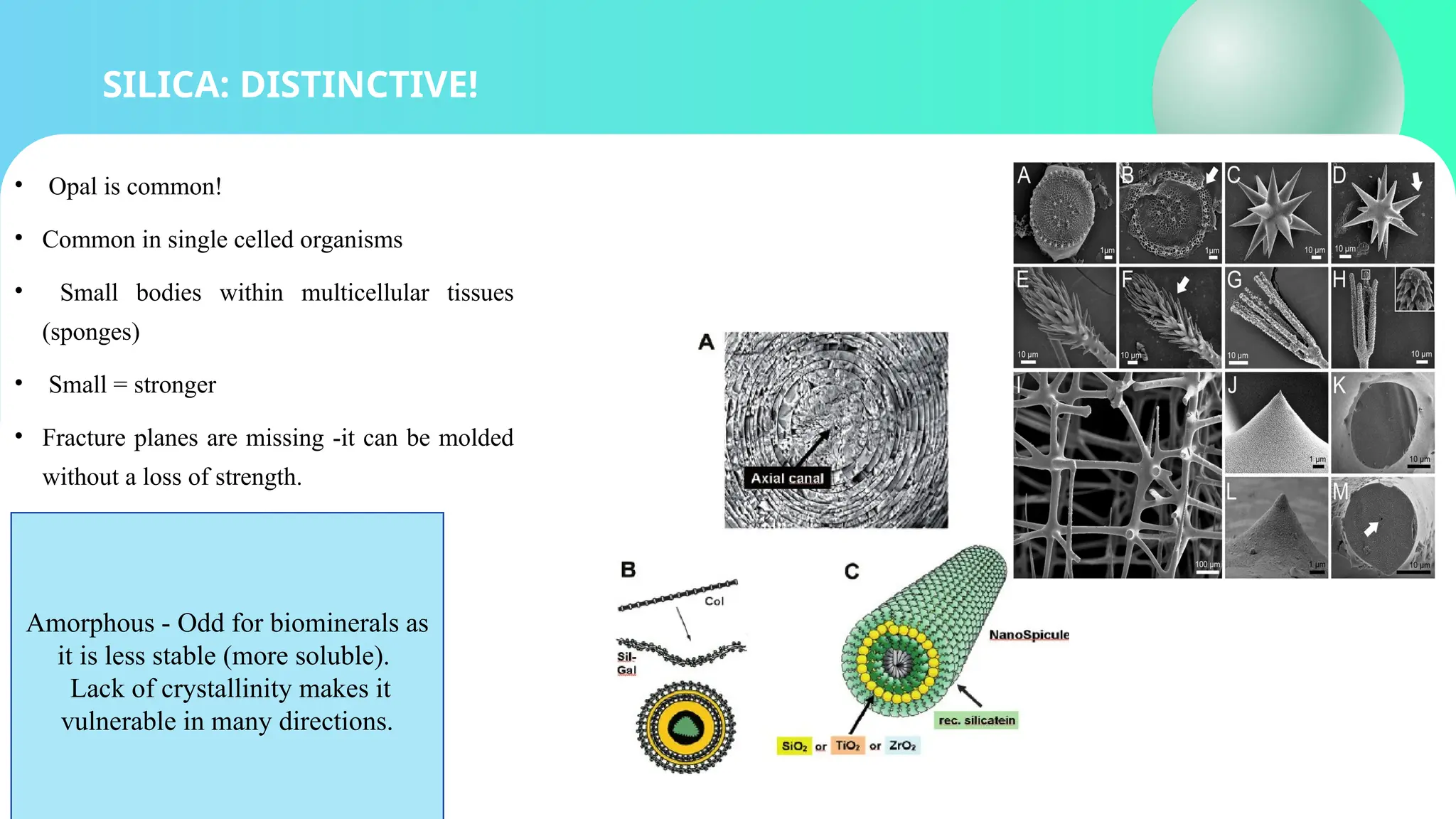 SILICA: DISTINCTIVE!
• Opal is common!
• Common in single celled organisms
• Small bodies within multicellular tissues
(sponges)
• Small = stronger
• Fracture planes are missing -it can be molded
without a loss of strength.
Amorphous - Odd for biominerals as
it is less stable (more soluble).
Lack of crystallinity makes it
vulnerable in many directions.
 