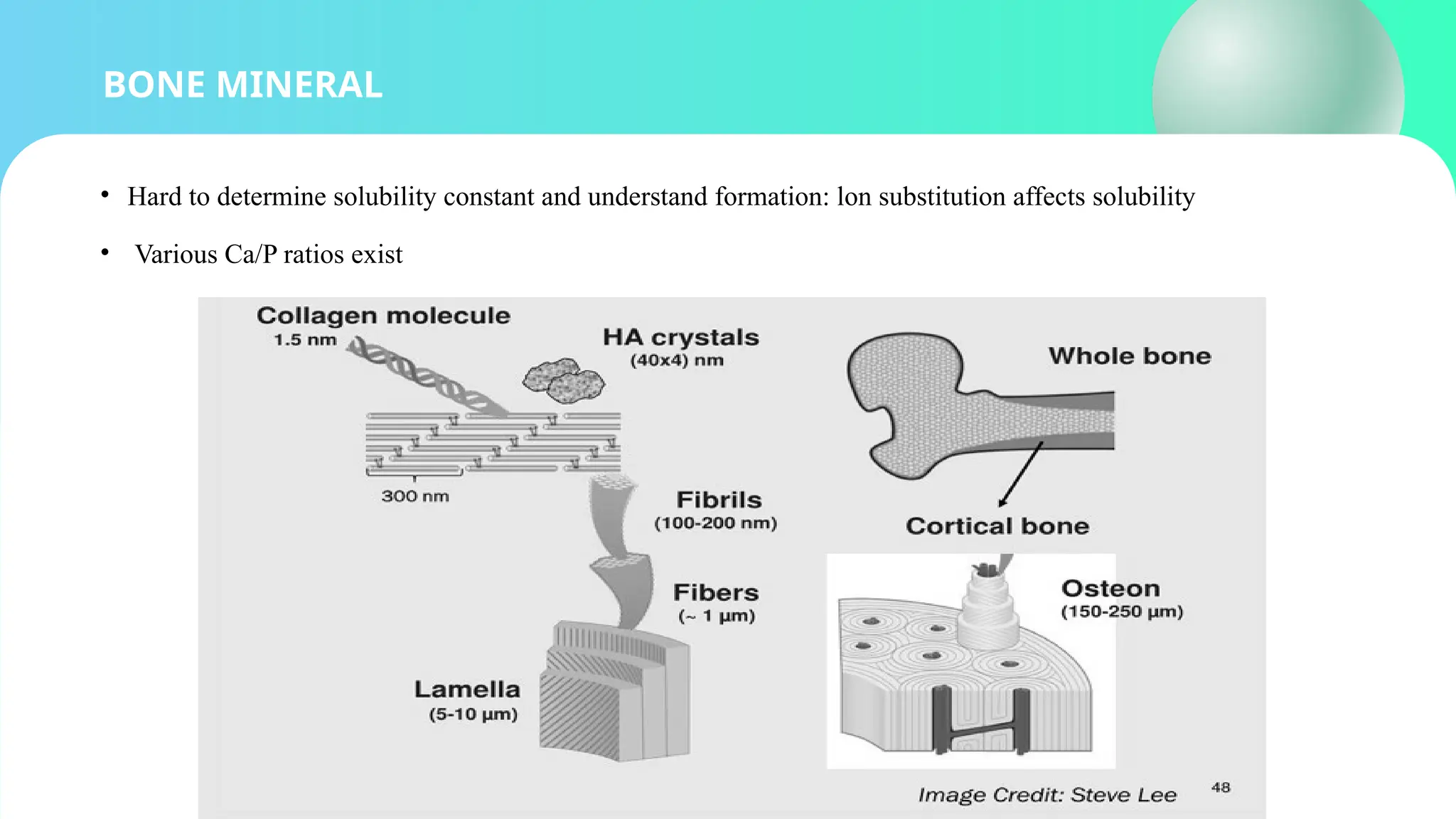 BONE MINERAL
• Hard to determine solubility constant and understand formation: lon substitution affects solubility
• Various Ca/P ratios exist
 