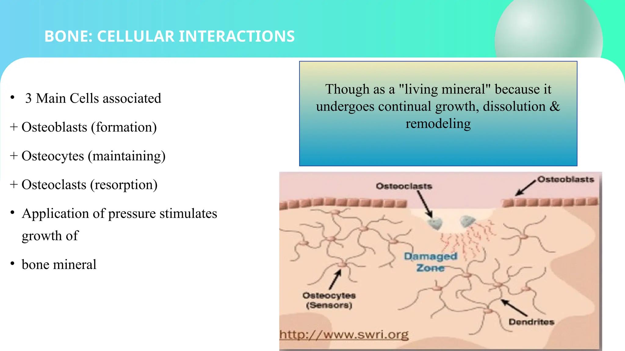BONE: CELLULAR INTERACTIONS
• 3 Main Cells associated
+ Osteoblasts (formation)
+ Osteocytes (maintaining)
+ Osteoclasts (resorption)
• Application of pressure stimulates
growth of
• bone mineral
Though as a "living mineral" because it
undergoes continual growth, dissolution &
remodeling
 