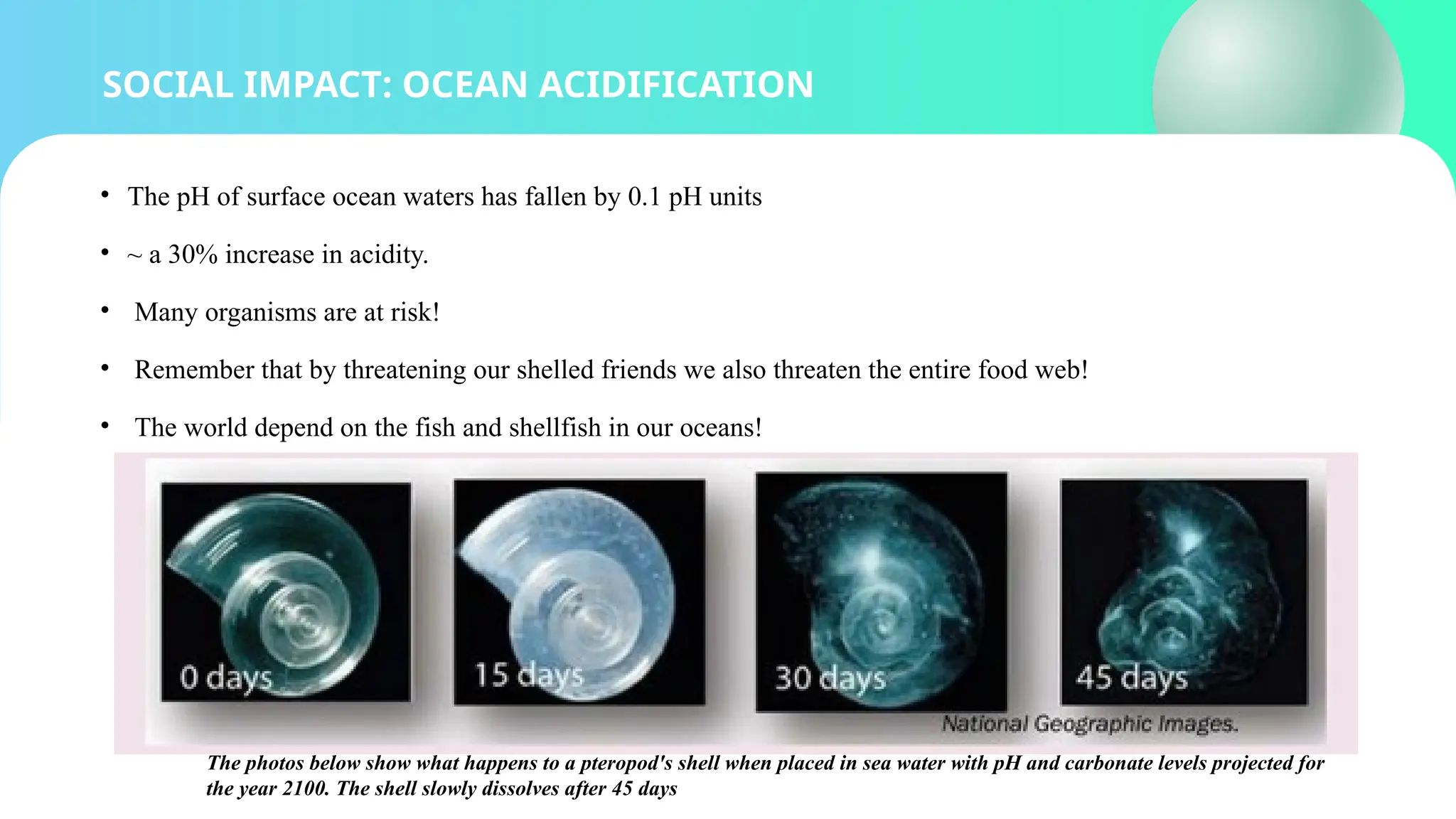 SOCIAL IMPACT: OCEAN ACIDIFICATION
• The pH of surface ocean waters has fallen by 0.1 pH units
• ~ a 30% increase in acidity.
• Many organisms are at risk!
• Remember that by threatening our shelled friends we also threaten the entire food web!
• The world depend on the fish and shellfish in our oceans!
The photos below show what happens to a pteropod's shell when placed in sea water with pH and carbonate levels projected for
the year 2100. The shell slowly dissolves after 45 days
 