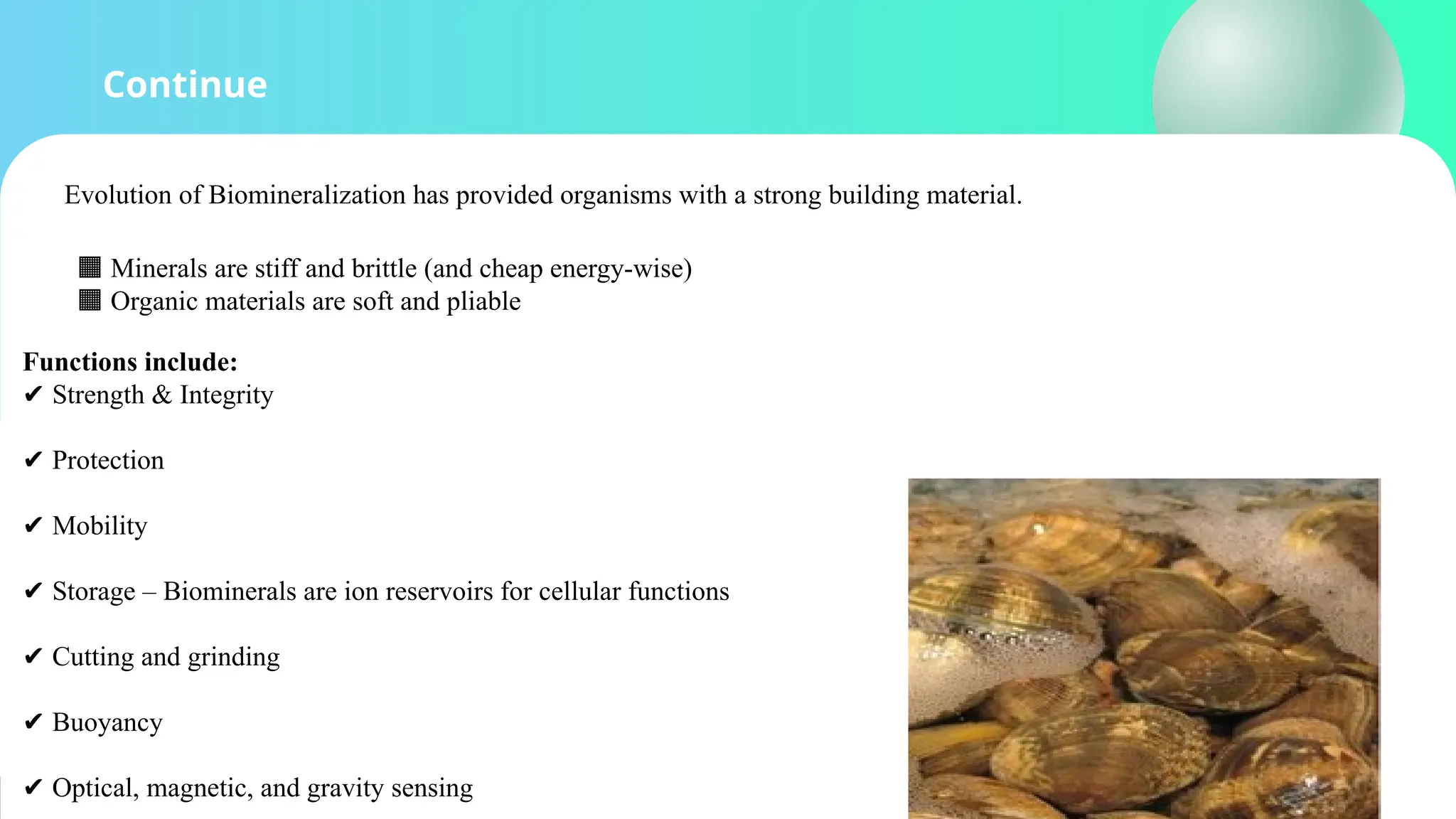 Continue
Evolution of Biomineralization has provided organisms with a strong building material.
🟧 Minerals are stiff and brittle (and cheap energy-wise)
🟧 Organic materials are soft and pliable
Functions include:
✔️Strength & Integrity
✔️Protection
✔️Mobility
✔️Storage – Biominerals are ion reservoirs for cellular functions
✔️Cutting and grinding
✔️Buoyancy
✔️Optical, magnetic, and gravity sensing
 