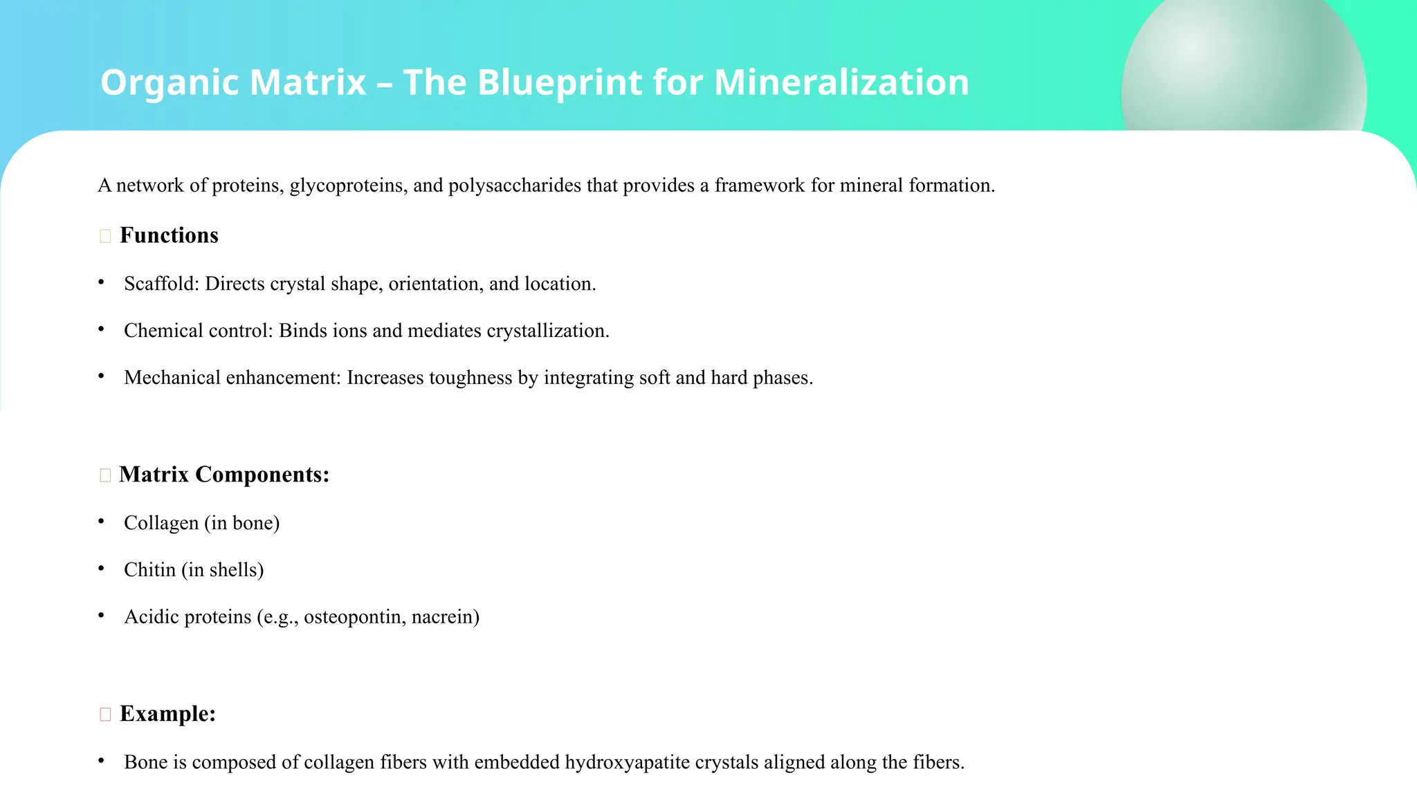 Organic Matrix – The Blueprint for Mineralization
A network of proteins, glycoproteins, and polysaccharides that provides a framework for mineral formation.
🧠 Functions
• Scaffold: Directs crystal shape, orientation, and location.
• Chemical control: Binds ions and mediates crystallization.
• Mechanical enhancement: Increases toughness by integrating soft and hard phases.
🌿 Matrix Components:
• Collagen (in bone)
• Chitin (in shells)
• Acidic proteins (e.g., osteopontin, nacrein)
📌 Example:
• Bone is composed of collagen fibers with embedded hydroxyapatite crystals aligned along the fibers.
 