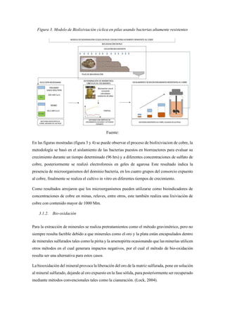 Figura 3. Modelo de Biolixiviación cíclica en pilas usando bacterias altamente resistentes
Fuente:
En las figuras mostradas (figura 3 y 4) se puede observar el proceso de biolixiviacion de cobre, la
metodología se basó en el aislamiento de las bacterias puestos en biorreactores para evaluar su
crecimiento durante un tiempo determinado (96 hrs) y a diferentes concentraciones de sulfato de
cobre, posteriormente se realizó electroforesis en geles de agarosa Este resultado indica la
presencia de microorganismos del dominio bacteria, en los cuatro grupos del consorcio expuesto
al cobre, finalmente se realiza el cultivo in vitro en diferentes tiempos de crecimiento.
Como resultados arrojaron que los microorganismos pueden utilizarse como bioindicadores de
concentraciones de cobre en minas, relaves, entre otros, este también realiza una lixiviación de
cobre con contenido mayor de 1000 Mm.
3.1.2. Bio-oxidación
Para la extracción de minerales se realiza pretratamientos como el método gravimétrico, pero no
siempre resulta factible debido a que minerales como el oro y la plata están encapsulados dentro
de minerales sulfurados tales como la pirita y la arsenopirita ocasionando que las minerías utilicen
otros métodos en el cual generara impactos negativos, por el cual el método de bio-oxidación
resulta ser una alternativa para estos casos.
La biooxidación del mineral provoca la liberación del oro de la matriz sulfurada, pone en solución
al mineral sulfurado, dejando al oro expuesto en la fase sólida, para posteriormente ser recuperado
mediante métodos convencionales tales como la cianuración. (Lock, 2004).
 