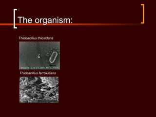 The organism:
Thiobacillus thioxidans
Thiobacillus ferroxidans
 