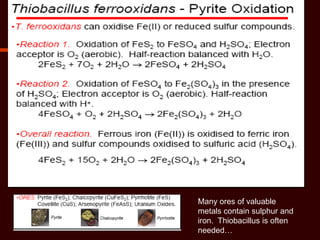 Many ores of valuable
metals contain sulphur and
iron. Thiobacillus is often
needed…
 