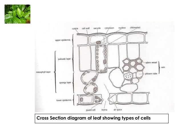Biology M2 Nutrition unlabeled sun diagram 