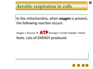 XX
Aerobic respiration in cells
In the mitochondria, when oxygenoxygen is present,
the following reaction occurs:
Oxygen + Glucose  (Energy) + Carbon Dioxide + Water
Note. Lots of ENERGY produced.
ATPATP
 
