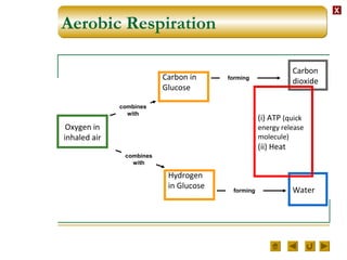 XX
Aerobic Respiration
Oxygen in
inhaled air
Carbon in
Glucose
Hydrogen
in Glucose
Carbon
dioxide
Water
(i) ATP (quick
energy release
molecule)
(ii) Heat
combines
with
combines
with
forming
forming
 