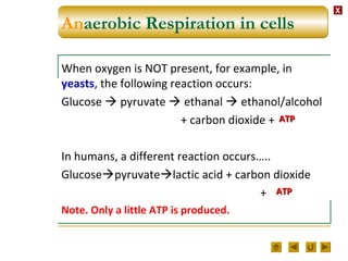 XX
Anaerobic Respiration in cells
When oxygen is NOT present, for example, in
yeasts, the following reaction occurs:
Glucose  pyruvate  ethanal  ethanol/alcohol
+ carbon dioxide +
In humans, a different reaction occurs…..
Glucosepyruvatelactic acid + carbon dioxide
+
Note. Only a little ATP is produced.
An
ATPATP
ATPATP
 