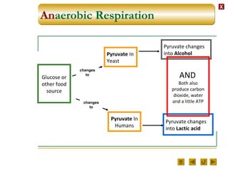 XX
Anaerobic Respiration
Glucose or
other food
source
Pyruvate In
Yeast
Pyruvate In
Humans
Pyruvate changes
into Alcohol
Pyruvate changes
into Lactic acid
AND
Both also
produce carbon
dioxide, water
and a little ATP
changes
to
changes
to
 