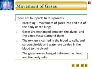 XX
Movement of Gases
There are four parts to this process:
1. Breathing – movement of gases into and out of
the body or the lungs
2. Gases are exchanged between the alveoli and
the blood vessels around them
3. The oxygen is carried in the blood to cells, and
carbon dioxide and water are carried in the
blood to the alveoli
4. The gases are exchanged between the blood
and the body cells
 